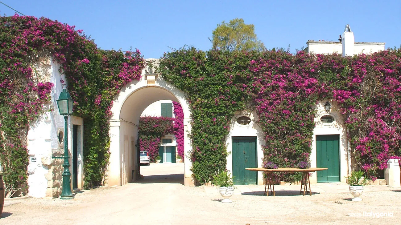 Trani Wine Tour: Vineyard Visit & Wine Tasting