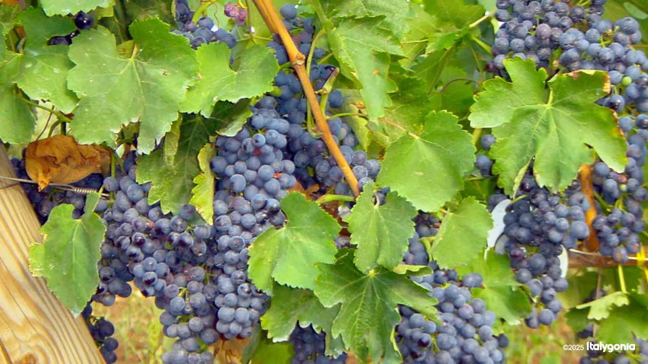 Trani Wine Tour: Vineyard Visit & Wine Tasting