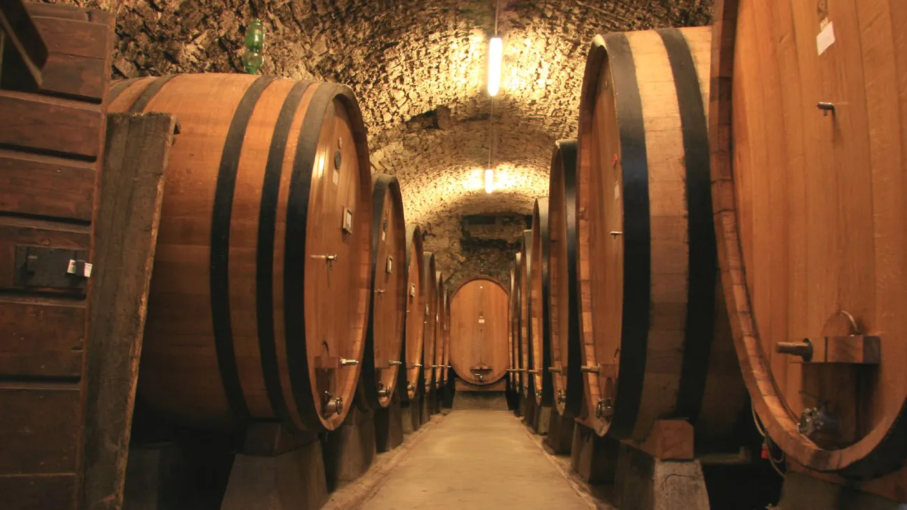 Trani Wine Tour: Vineyard Visit & Wine Tasting